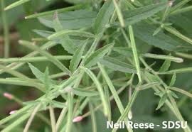 Attēlu rezultāti vaicājumam “Enerthenema papillatum young”