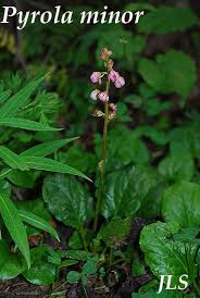 Attēlu rezultāti vaicājumam “Pyrola minor”