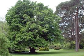Attēlu rezultāti vaicājumam “Pterocarya fraxinifolia flower”