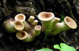 Attēlu rezultāti vaicājumam “Brefeldia maxima young”