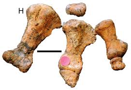 Image result for MINMI