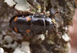 Attēlu rezultāti vaicājumam “Glischrochilus hortensis”