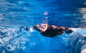 Image result for Dorking Snorkelling Club