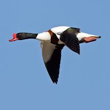 Attēlu rezultāti vaicājumam “Tadorna tadorna”