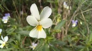 Attēlu rezultāti vaicājumam “Viola tricolor subsp. matutina flower”