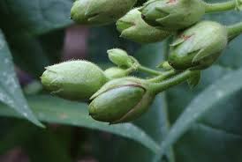 Attēlu rezultāti vaicājumam “Nicotiana tabacum fruit”