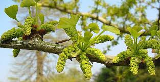 Attēlu rezultāti vaicājumam “Ginkgo biloba male flower”
