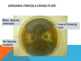 Attēlu rezultāti vaicājumam “Sordaria fimicola”
