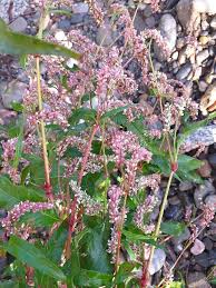 Attēlu rezultāti vaicājumam “Persicaria maculosa leaf”