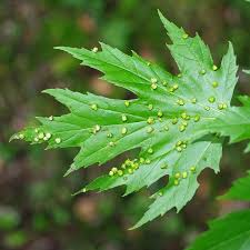 Attēlu rezultāti vaicājumam “Vasates quadripedes”