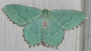 Attēlu rezultāti vaicājumam “Hemithea aestivaria”