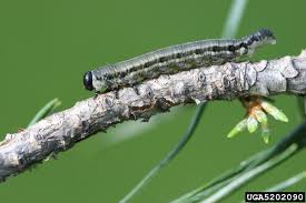 Attēlu rezultāti vaicājumam “Neodiprion sertifer”