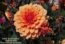 Image result for Dahlia Darkarin`