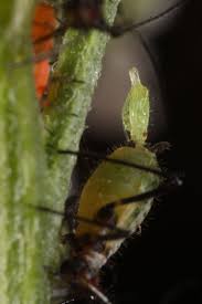 Attēlu rezultāti vaicājumam “Macrosiphoniella millefolii”