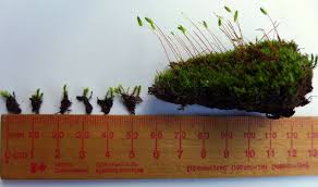 Attēlu rezultāti vaicājumam “Bryoerythrophyllum recurvirostrum sporophyte”