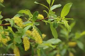 Attēlu rezultāti vaicājumam “Salix pentandra flower”