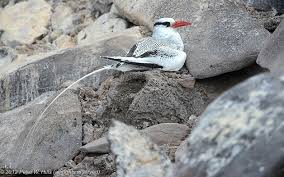 Image result for Phaethon aethereus