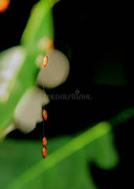 Attēlu rezultāti vaicājumam “Chrysopa eggs”