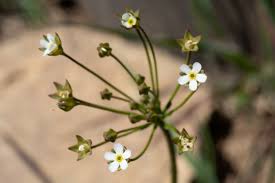 Attēlu rezultāti vaicājumam “Androsace septentrionalis”