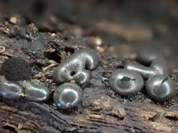 Attēlu rezultāti vaicājumam “Colloderma robustum macro”