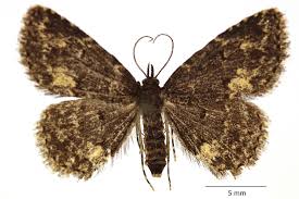 Attēlu rezultāti vaicājumam “Parascotia fuliginaria”