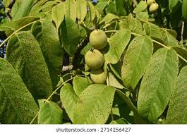 Attēlu rezultāti vaicājumam “Juglans mandshurica”