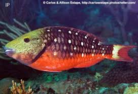 Image result for Sparisoma viride