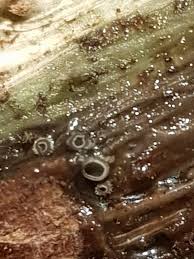 Attēlu rezultāti vaicājumam “Stemonitopsis typhina var. similis spores”