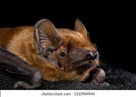 Attēlu rezultāti vaicājumam “Nyctalus noctula”