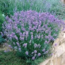 Image result for Lavendel