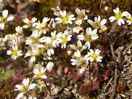 Attēlu rezultāti vaicājumam “Erophila verna”