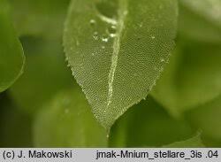 Attēlu rezultāti vaicājumam “Mnium stellare”