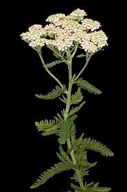 Attēlu rezultāti vaicājumam “Achillea millefolium bud”