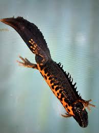 Attēlu rezultāti vaicājumam “Triturus cristatus”