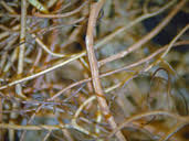 Attēlu rezultāti vaicājumam “Laurilia sulcata”