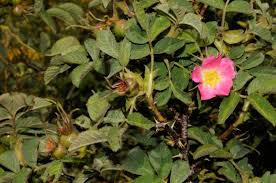 Attēlu rezultāti vaicājumam “Rosa villosa”