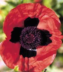 Image result for Papaver orientale