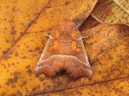 Attēlu rezultāti vaicājumam “Scoliopteryx libatrix”