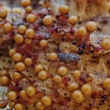 Attēlu rezultāti vaicājumam “Hemitrichia clavata stalked”