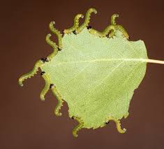 Attēlu rezultāti vaicājumam “Pristiphora maesta larva”