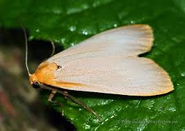 Attēlu rezultāti vaicājumam “Eilema depressa”