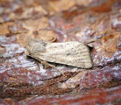 Attēlu rezultāti vaicājumam “Chortodes fluxa”