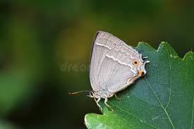 Attēlu rezultāti vaicājumam “Favonius quercus”