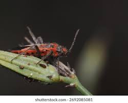 Attēlu rezultāti vaicājumam “Corizus hyoscyami”