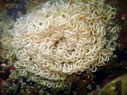 Attēlu rezultāti vaicājumam “Tetrastes bonasia eggs”