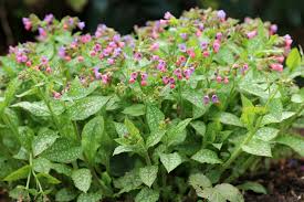 Image result for Lungenkraut