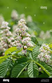 Attēlu rezultāti vaicājumam “Aesculus hippocastanum flower”