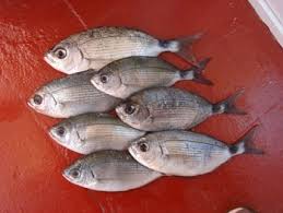 Image result for Oblada melanurus