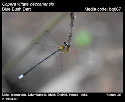 Attēlu rezultāti vaicājumam “Eupteryx vittata”