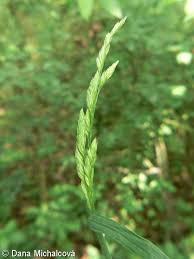 Attēlu rezultāti vaicājumam “Dactylis polygama”